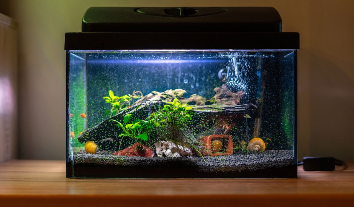 Small fish tank aquarium with colourful snails and fish at home on wooden table
